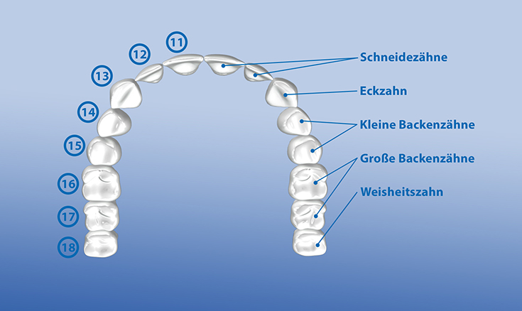 Schematische Darstellung eines Erwachsenengebisses