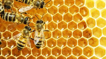 Bienen laufen auf einer Wabe