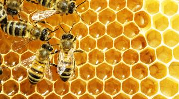 Bienen laufen auf einer Wabe